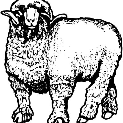 SHEEP001 Thumbnail